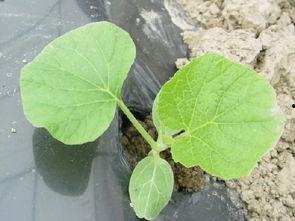 杭州长瓜怎么吃