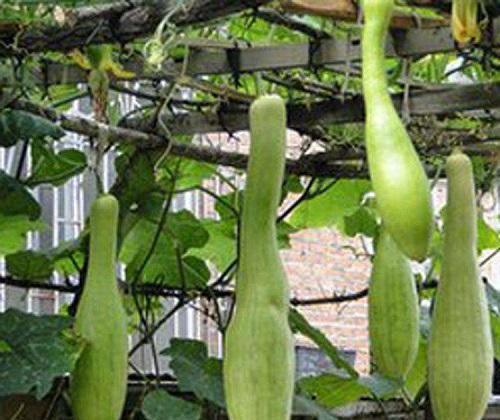 杭州长瓜怎么吃