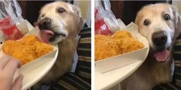 吃瓜放狗被抓,揭秘网络舆论背后的法律风险