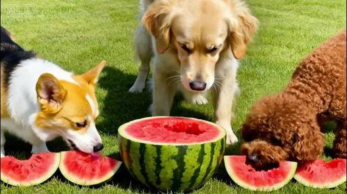 吃瓜放狗被抓,揭秘网络舆论背后的法律风险