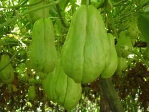 佛手瓜春天出芽可以吃吗,春季美味新选择”