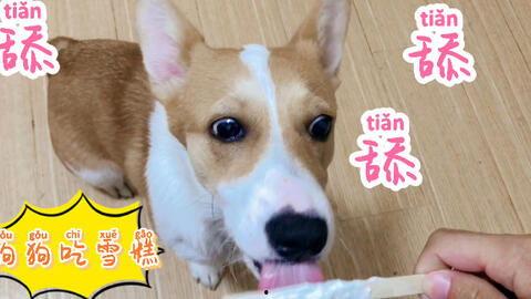 狗狗吃小蓝瓜,揭秘宠物中毒事件背后的真相