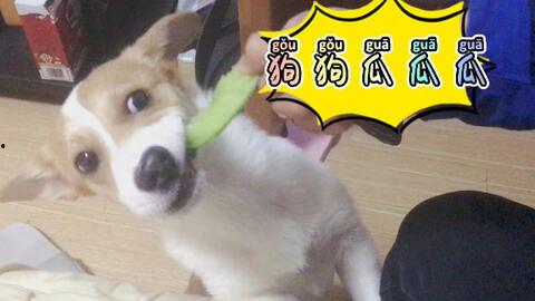 狗狗吃小蓝瓜,揭秘宠物中毒事件背后的真相