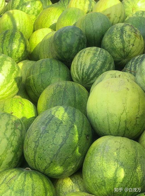 籽瓜煮熟了吃,解锁传统美食新境界