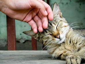 猫咪吃网纹瓜好吗,网纹瓜对猫咪的影响与适宜性