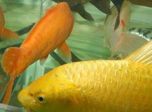 锦鲤吃黄皮瓜吗,探究鱼儿饮食之谜