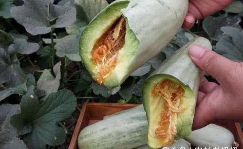 孕妇吃瓜减肥吗,安全与健康的平衡之道