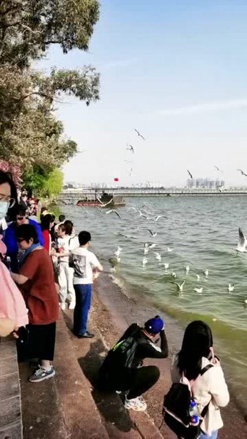 海埂大坝吃瓜,瓜田里的夏日盛宴
