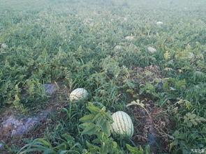 西安汽车吃瓜,一场意外的网络狂欢