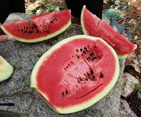 吃瓜被坑经历,揭秘网络谣言背后的真相