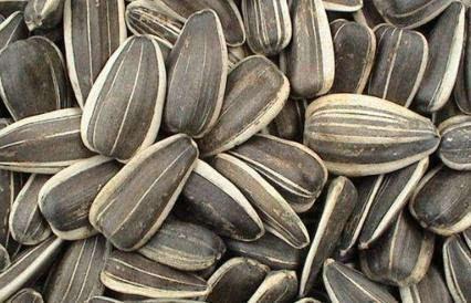 孕期可以吃马兰瓜吗,孕期适量食用马兰瓜的安全性探讨