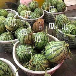 没啥瓜可吃的,揭秘娱乐圈的宁静岁月