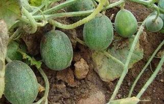 没啥瓜可吃的,揭秘娱乐圈的宁静岁月