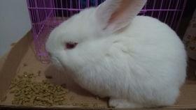 兔子吃瓜吃进肚子,肚中奇遇记