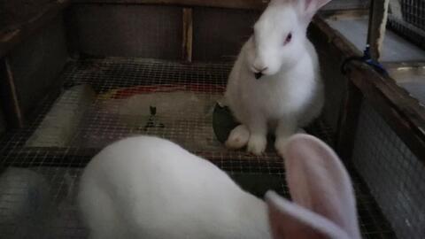 兔子吃瓜吃进肚子,肚中奇遇记