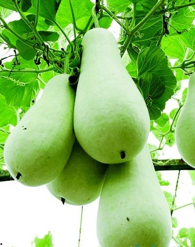 葫芦瓜怎么吃才安全,正确处理与烹饪方法揭秘