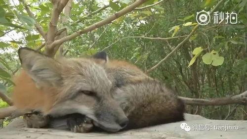 赤城赤狐吃瓜视频,揭秘野生狐狸的趣味生活