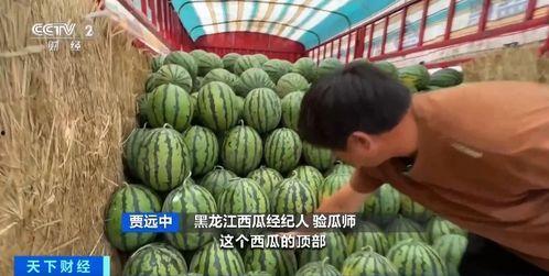 依云吃瓜,揭秘娱乐圈的甜蜜与苦涩