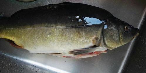 野鱼吃不吃瓜,探究它们对瓜果的偏好与禁忌