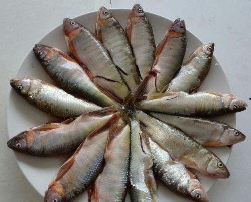 野鱼吃不吃瓜,探究它们对瓜果的偏好与禁忌