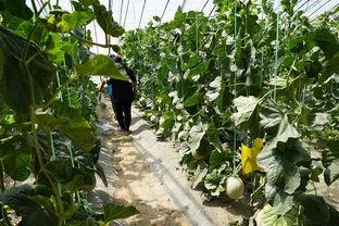 伊川吃瓜视频,揭秘网络热点背后的真相与笑料