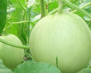 怀孕可以吃热瓜吗,热瓜在孕期是否适宜食用