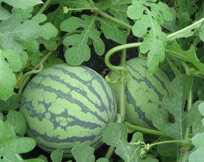 怀孕可以吃热瓜吗,热瓜在孕期是否适宜食用