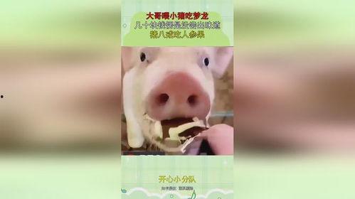 小猪吃茄瓜,一场味蕾与田园的邂逅