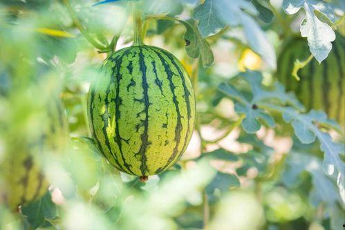 常州一院吃瓜,揭秘医院食堂背后的风波与真相