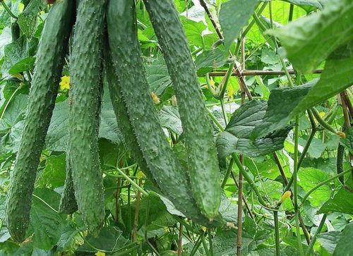 父母每天吃瓜,父母日常的甜蜜生活