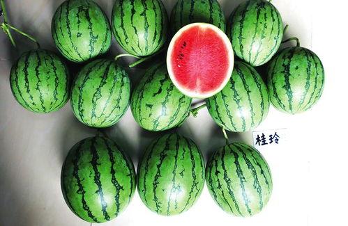 波波先生南宁吃瓜,一场别开生面的吃瓜盛宴