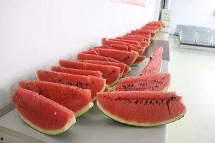 洛阳广场吃瓜,夏日吃瓜盛况，街头风情一瞥