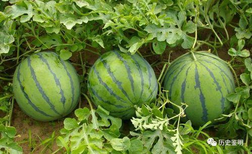 边扫地边吃瓜,生活琐事中的趣味时光